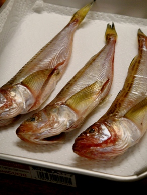 hatahata20090608-001.JPG