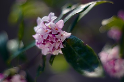DSC00960