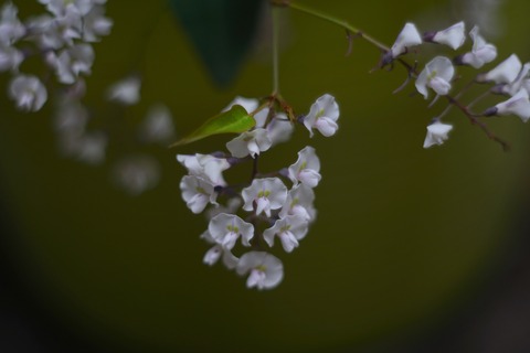 DSC00670