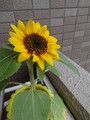 DSC00251