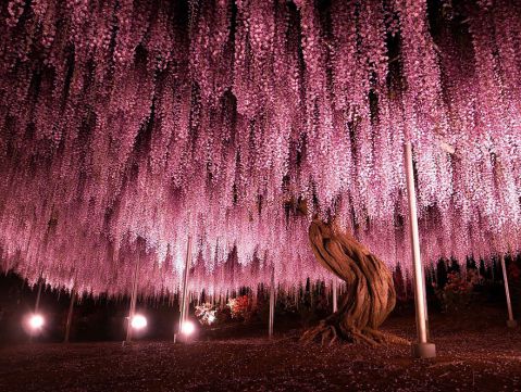 樹齢144年の藤 : くらげのまど 樹齢144年の藤 : くらげのまど