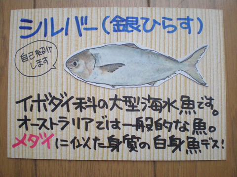 シルバー 銀ひらす 魚屋さんの手書きpop