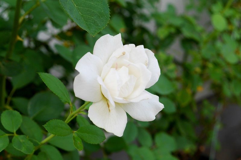 P1060624kur
