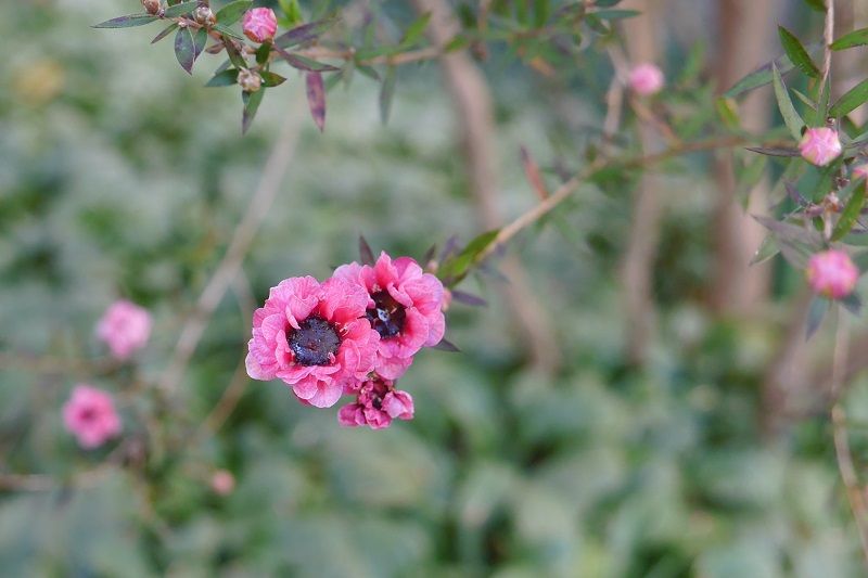 P1100023kur