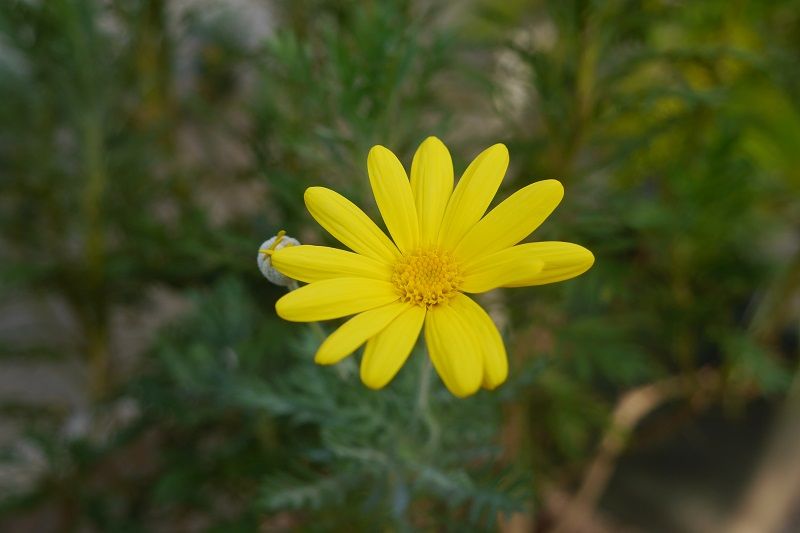 P1100017kur