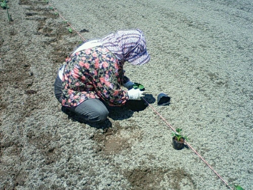 NEC_0259
