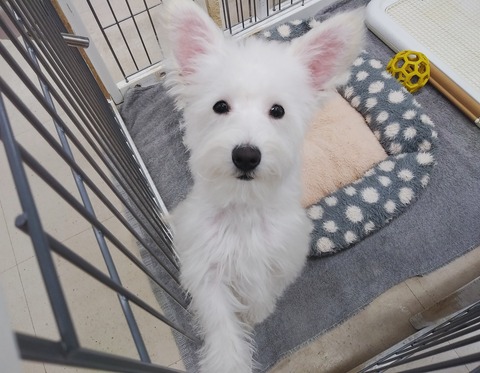 シュナプーーー