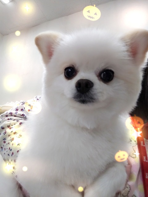 村田チコ