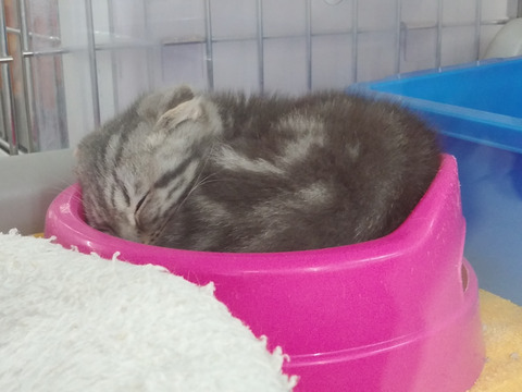スコちゃんお皿にin
