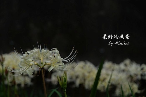 白い彼岸花01