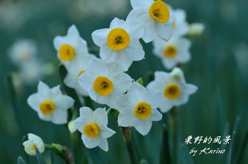 水仙18-02