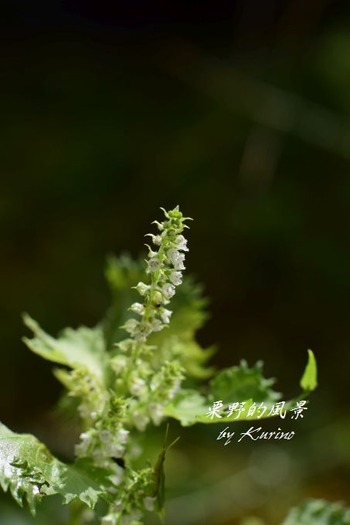 シソの花01