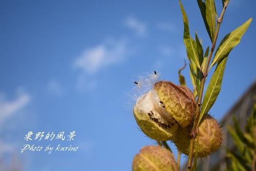 風船唐綿