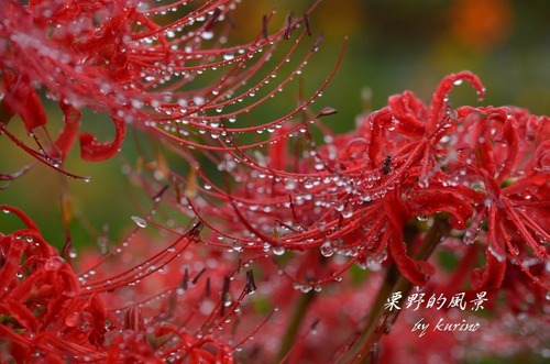 赤い彼岸花02