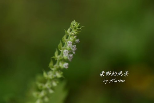 シソの花02