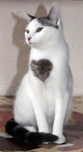 neko20
