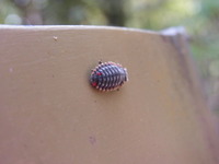 RIMG0063