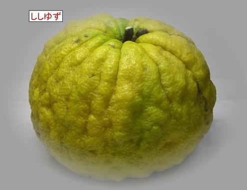¤·¤·¤æ¤ºP1010013