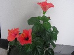 P1010049