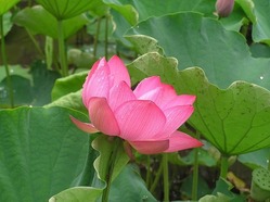 4-P1010049