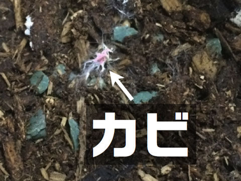 カブトムシを飼おう