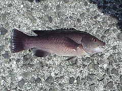 PAP_0669
