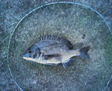 20072030