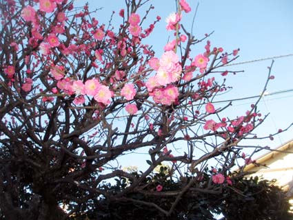 290204紅梅IMG_1238
