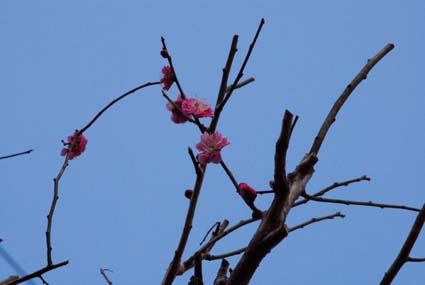 300217紅梅DSC_5895