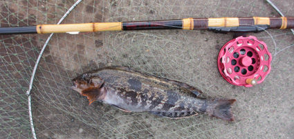 240512鮎魚女1IMG_0149