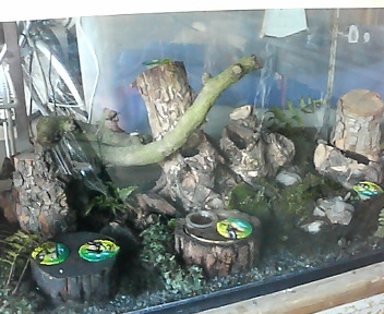 クワガタテラリウム紹介 : どしたの？クロエ