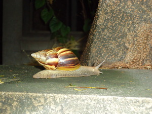 DSC00547