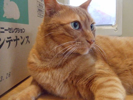 きなこ