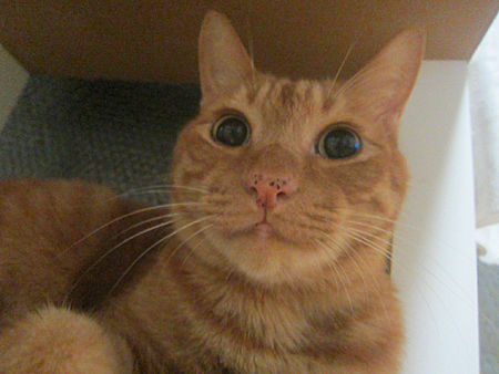 きなこ