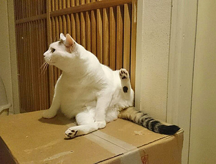豆花
