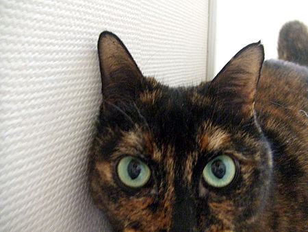 ごま