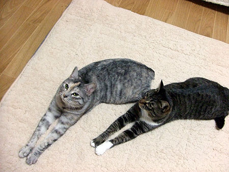 ���餿�ޡ����ޤߤ�