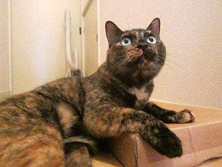 ごま