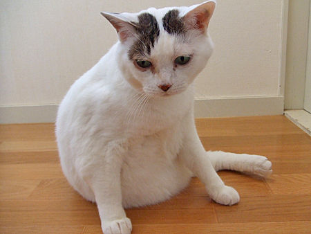 豆花