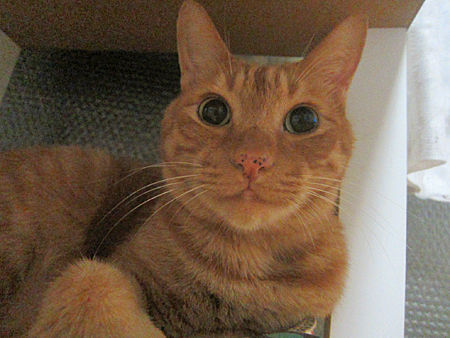 きなこ