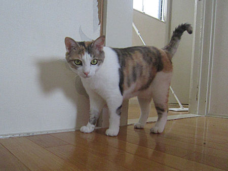 ひかり