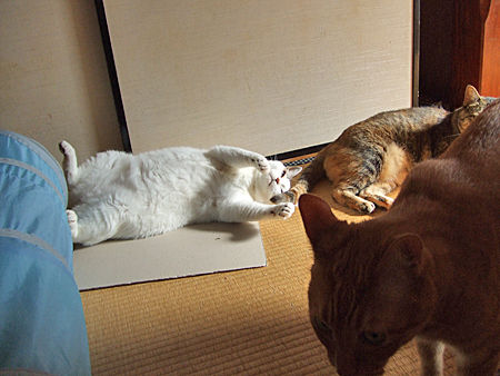 ���ʤ�Ʀ��