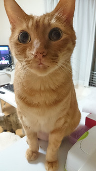 きなこ