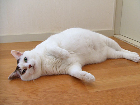 豆花