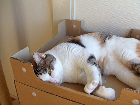 ひかり