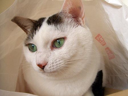 Ĺ�������ޤ��褦��