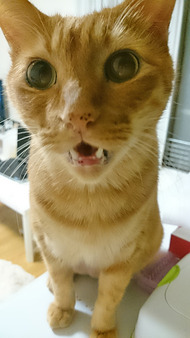 きなこ