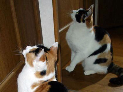 双子の妹?