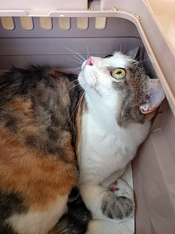 ひかり