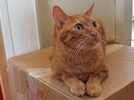 きなこ